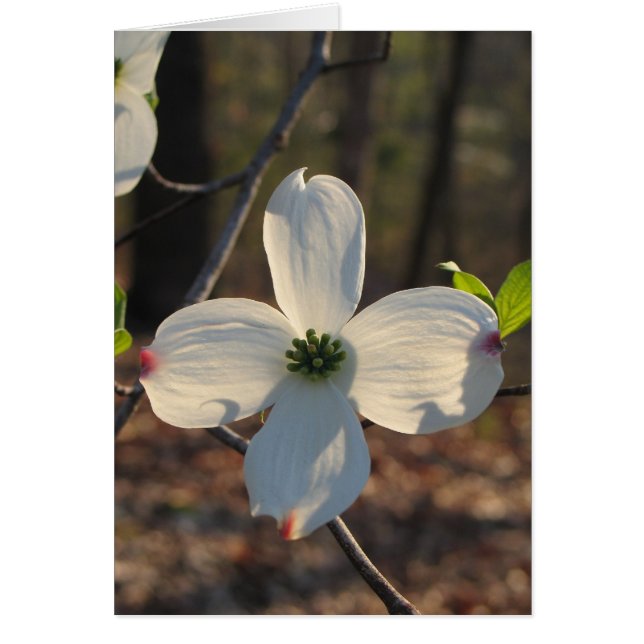 Dogwood blühend - Maßgeschneidert2 (Vorne)