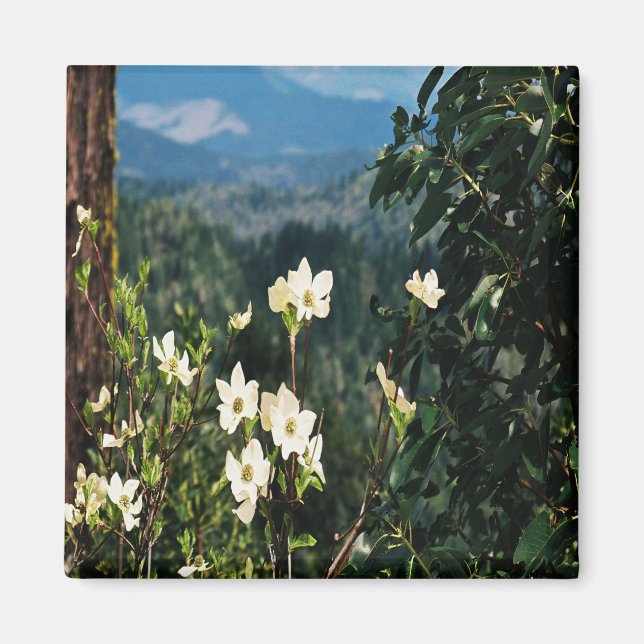 Dogwood blüht.... magnet (Vorne)