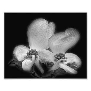 Dogwood blüht schwarz und weiß fotodruck
