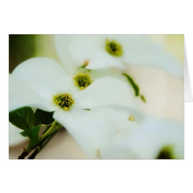Dogwood-Blume (Vorderseite (Horizontal))