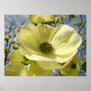 Dogwood-Blume druckt Gelbe Dogwood-Tree Poster