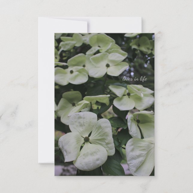 Dogwood-Blume Mitteilungskarte (Vorderseite)