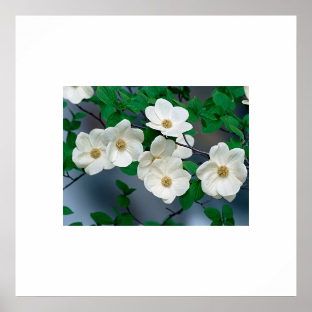 Dogwood-Blume-Poster Poster (Vorne)