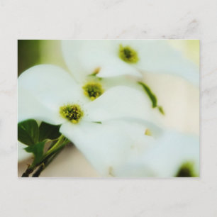 Dogwood-Blume Postkarte