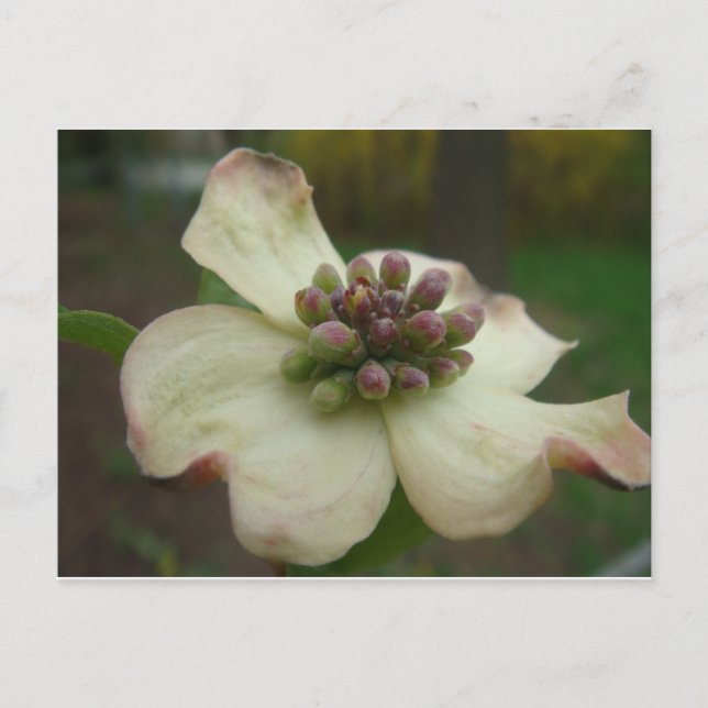 Dogwood-Blume Postkarte (Vorderseite)