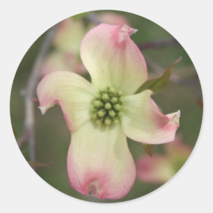 Dogwood Blume Runder Aufkleber
