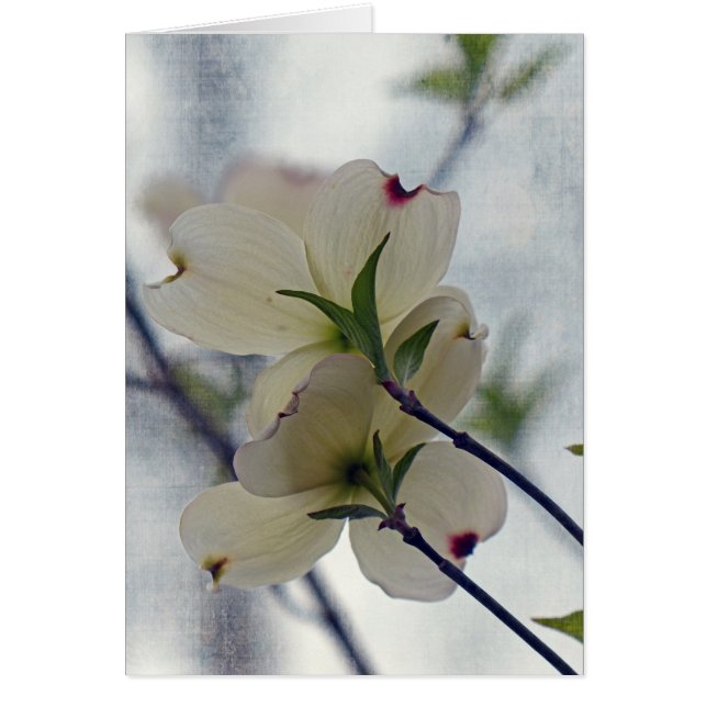 Dogwood-Blüten (Vorne)