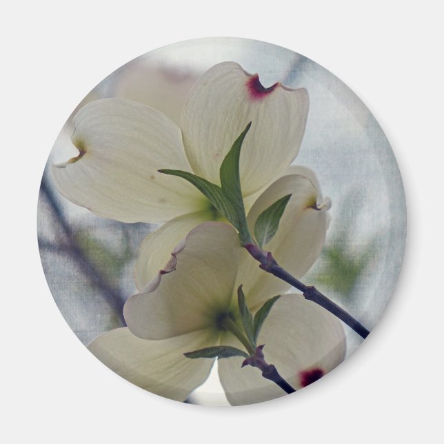 Dogwood-Blüten Magnet (Vorne)