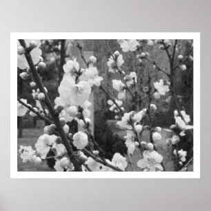 Dogwood-Blüten Poster
