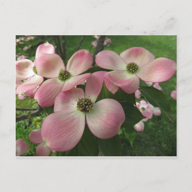Dogwood Cluster Postkarte (Vorderseite)