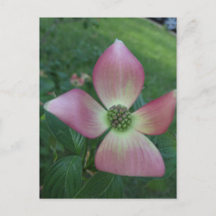 Dogwood Cross Postkarte