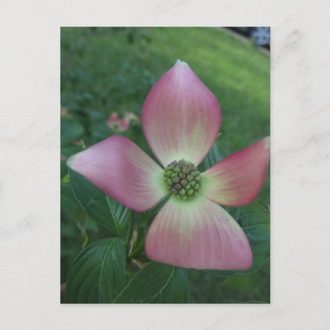 Dogwood Cross Postkarte (Vorderseite)