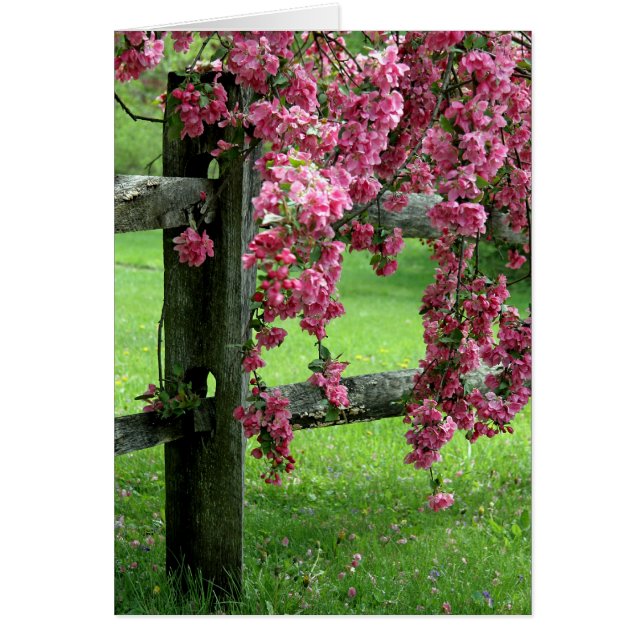Dogwood Geburtstagskarte (Vorne)