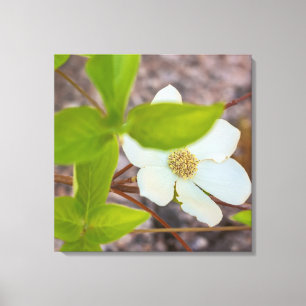 Dogwood Leinwanddruck