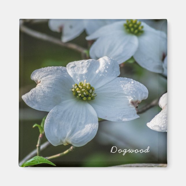 Dogwood Magnet (Vorne)