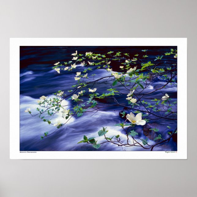 Dogwood Over Merced River Yosemite Poster (Vorne)