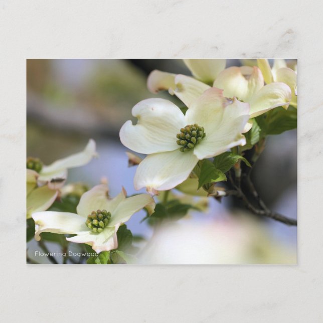 Dogwood (Postcard) Postkarte (Vorderseite)