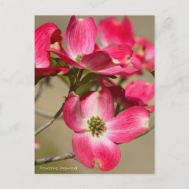 Dogwood (Postcard) Postkarte