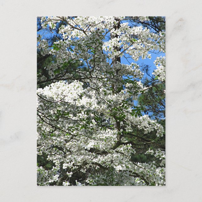 Dogwood Postkarte (Vorderseite)