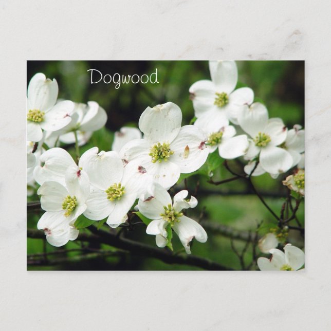 Dogwood Postkarte (Vorderseite)