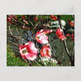 Dogwood Postkarte