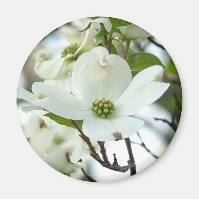 Dogwood Tree Blume Magnet (Vorne)