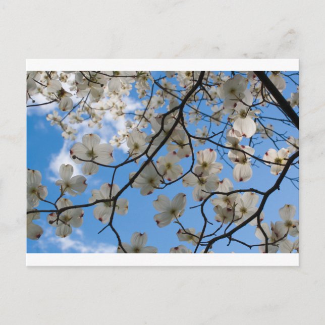 Dogwood Tree Blume, Ohio Postkarte (Vorderseite)