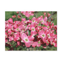 Dogwood Tree in Bloom