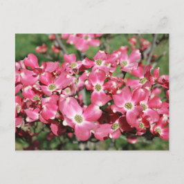 Dogwood Tree in Bloom Postkarte