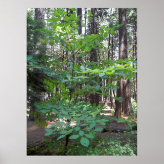 Dogwood Tree Poster
