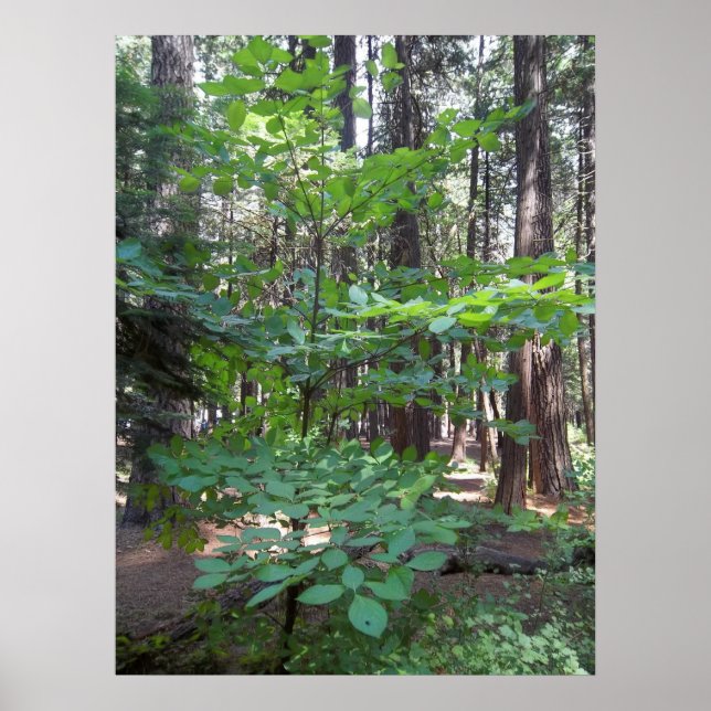 Dogwood Tree Poster (Vorne)