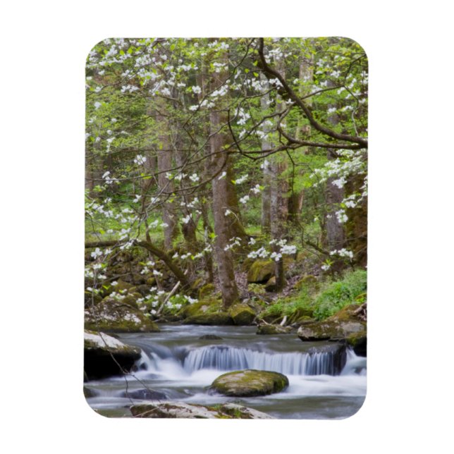 Dogwood Trees | Großer Smoky-Berg, Tennessee Magnet (Vertikal)