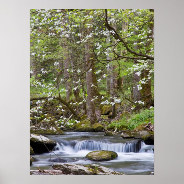 Dogwood Trees | Großer Smoky-Berg, Tennessee Poster (Vorne)