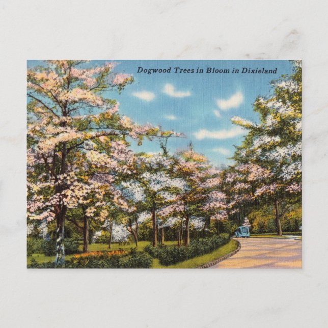 Dogwood Trees in Dixieland Postkarte (Vorderseite)