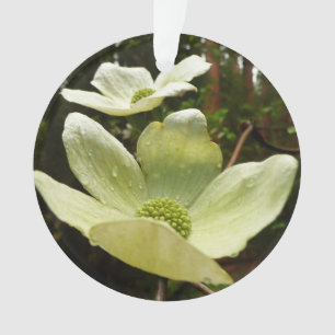Dogwoods et séquoias dans le parc national Yosemit