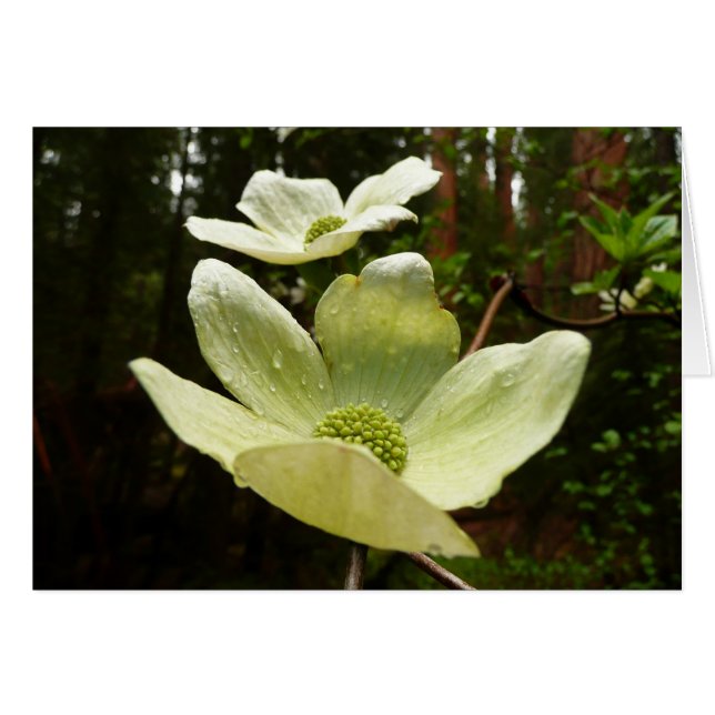 Dogwoods et séquoias dans le parc national Yosemit (Devant horizontal)