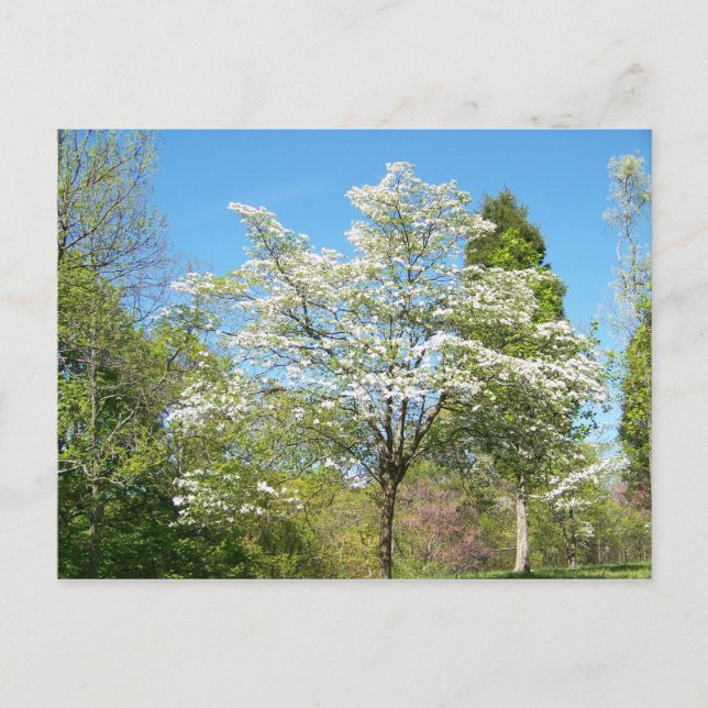 Dogwoods Postkarte (Vorderseite)