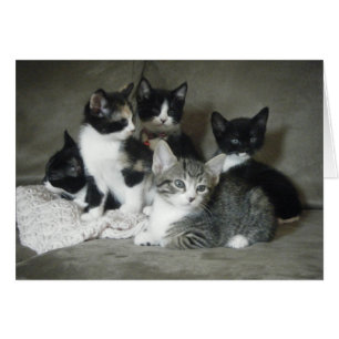 Doit Aimer Kittens