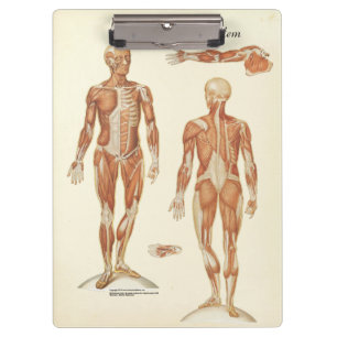 Doktoren Office Muscle Anatomy Clipboard Klemmbrett