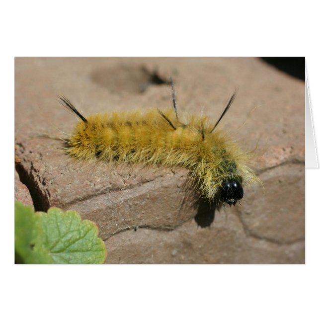 Dolch-Motten-Raupen-Natur-Fotografie-Karte (Vorderseite (Horizontal))