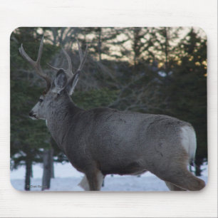 Dollar des Maultierhirsch-D8 Mousepad