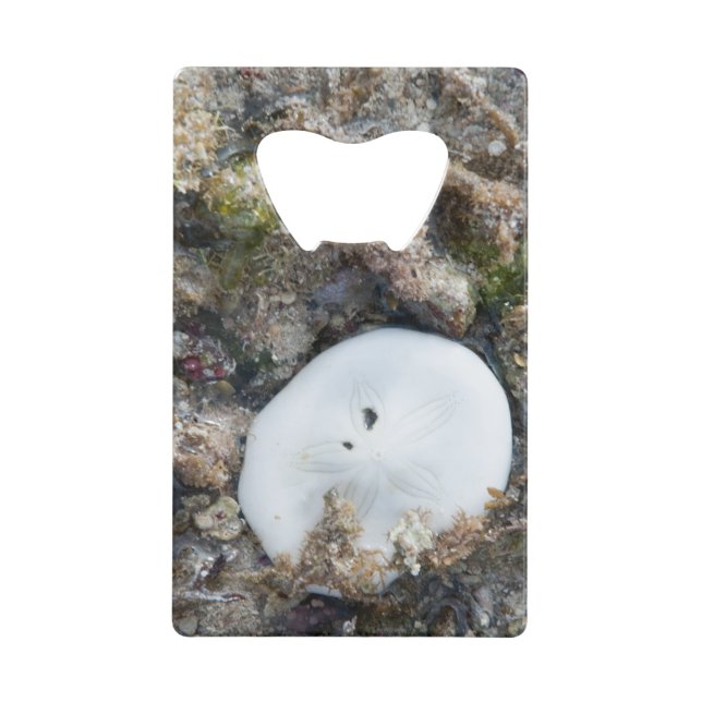 Dollar du sable dans le Fiji Reef à Low Tide (Devant)