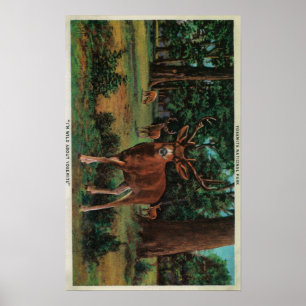 Dollar-Rotwild an Yosemite Nationalpark Poster