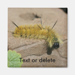 Dollarmottenraupe Natur Personalisiert Magnet