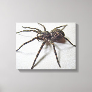 Dolomedes tenebrosus - Fischen-Spinne Leinwanddruck