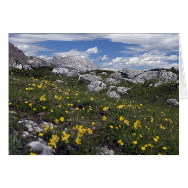Dolomiten-Wildblumen (Vorderseite (Horizontal))