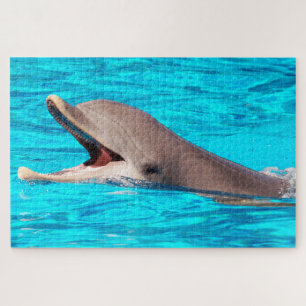 Dolphin