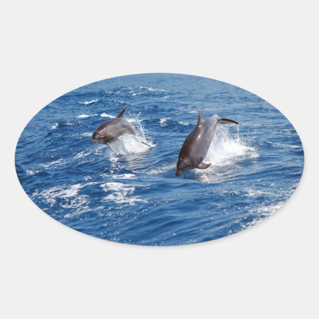 Dolphin Adventure Ovaler Aufkleber (Vorderseite)