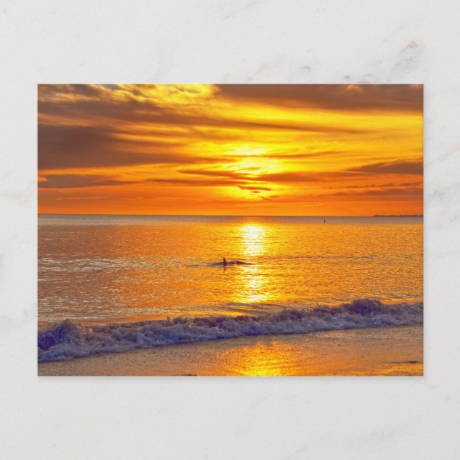 Dolphin at Sunset, Fort Myers Beach, Florida Postkarte (Vorderseite)