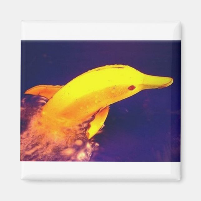Dolphin Banana Magnet (Vorne)